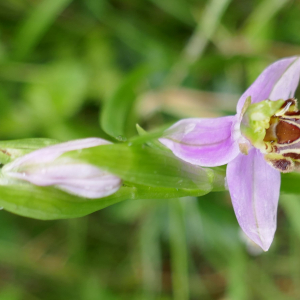 Photographie n°2481331 du taxon Ophrys apifera Huds. [1762]