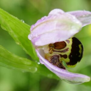 Photographie n°2481335 du taxon Ophrys apifera Huds. [1762]