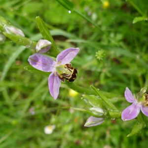 Photographie n°2481336 du taxon Ophrys apifera Huds. [1762]