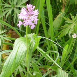 Photographie n°2481342 du taxon Anacamptis pyramidalis (L.) Rich.