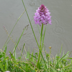 Photographie n°2481343 du taxon Anacamptis pyramidalis (L.) Rich.