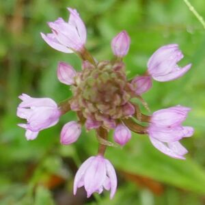 Photographie n°2481344 du taxon Anacamptis pyramidalis (L.) Rich.