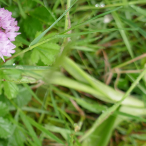 Photographie n°2481345 du taxon Anacamptis pyramidalis (L.) Rich.