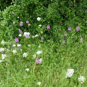 Photographie n°2481347 du taxon Anacamptis pyramidalis (L.) Rich.