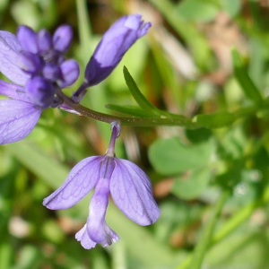 Photographie n°2481364 du taxon Polygala vulgaris L. [1753]