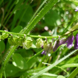 Photographie n°2481371 du taxon Polygala vulgaris L. [1753]