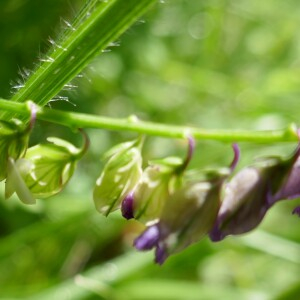 Photographie n°2481372 du taxon Polygala vulgaris L. [1753]