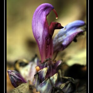 Photographie n°2481436 du taxon Lathraea clandestina L. [1753]