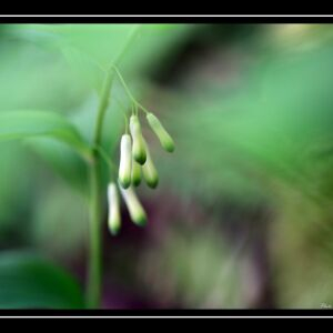 Photographie n°2481438 du taxon Polygonatum multiflorum (L.) All.