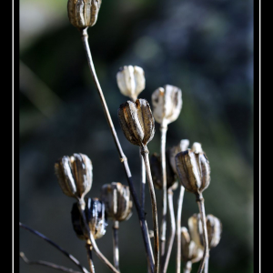 Photographie n°2481442 du taxon Lilium pyrenaicum Gouan [1773]