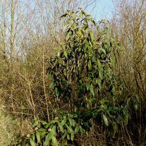 Photographie n°2481484 du taxon Viburnum rhytidophyllum Hemsl. [1888]