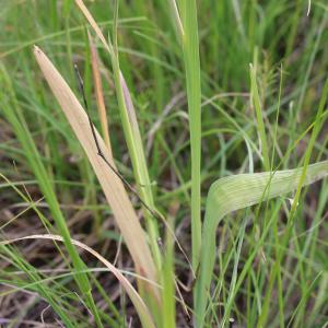 Photographie n°2481507 du taxon Gladiolus italicus Mill.