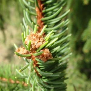 Photographie n°2481531 du taxon Picea abies (L.) H.Karst. [1881]