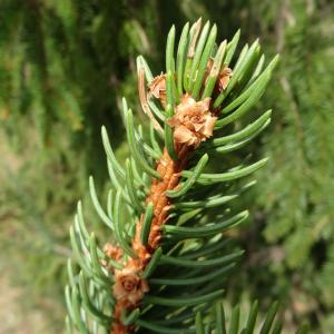 Photographie n°2481532 du taxon Picea abies (L.) H.Karst. [1881]