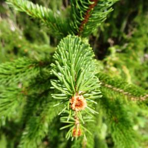 Photographie n°2481555 du taxon Picea abies (L.) H.Karst. [1881]