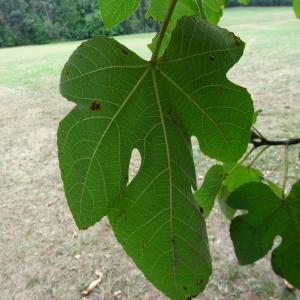 Photographie n°2481584 du taxon Ficus carica L. [1753]