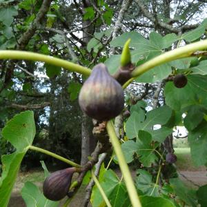 Photographie n°2481586 du taxon Ficus carica L. [1753]