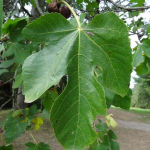 Photographie n°2481588 du taxon Ficus carica L. [1753]