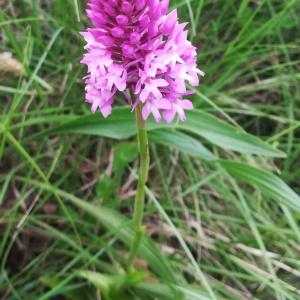 Photographie n°2481590 du taxon Anacamptis pyramidalis (L.) Rich. [1817]