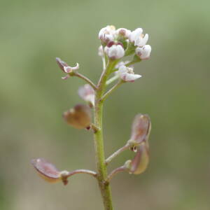 Photographie n°2481594 du taxon Teesdalia nudicaulis (L.) R.Br.