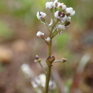Photographie n°2481598 du taxon Teesdalia nudicaulis (L.) R.Br.