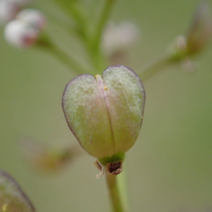 Photographie n°2481599 du taxon Teesdalia nudicaulis (L.) R.Br.