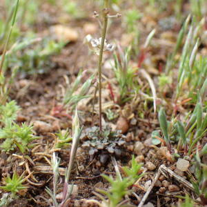 Photographie n°2481600 du taxon Teesdalia nudicaulis (L.) R.Br.