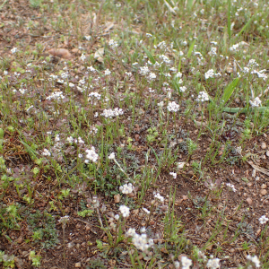 Photographie n°2481604 du taxon Teesdalia nudicaulis (L.) R.Br.