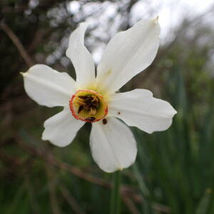 Photographie n°2481634 du taxon Narcissus poeticus L.