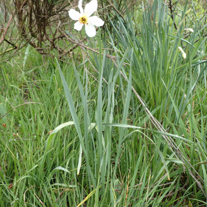 Photographie n°2481637 du taxon Narcissus poeticus L.