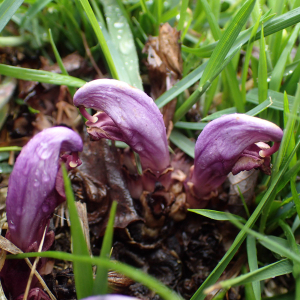 Photographie n°2481641 du taxon Lathraea clandestina L.