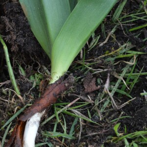 Photographie n°2481665 du taxon Colchicum autumnale L. [1753]