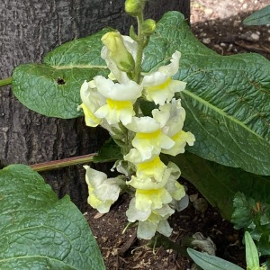 Photographie n°2481685 du taxon Antirrhinum majus L.