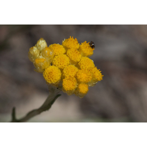Helichrysum sp.