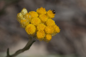Tifaeris, le  9 mai 2018 (Riba-roja d'Ebre)