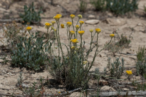 Tifaeris, le  9 mai 2018 (Riba-roja d'Ebre)