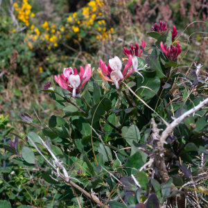 Photographie n°2481710 du taxon Lonicera periclymenum L. [1753]