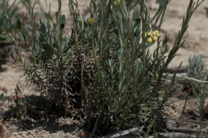 Tifaeris, le  9 mai 2018 (Riba-roja d'Ebre)