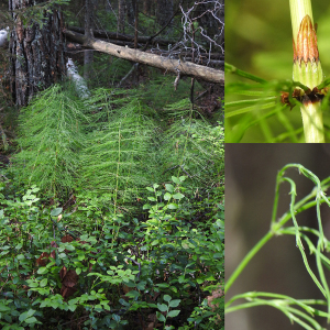 Photographie n°2481713 du taxon Equisetum sylvaticum L. [1753]