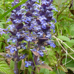 Photographie n°2481727 du taxon Ajuga reptans L. [1753]