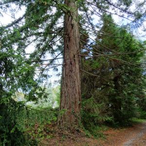 Photographie n°2481830 du taxon Sequoia sempervirens (D.Don) Endl. [1847]