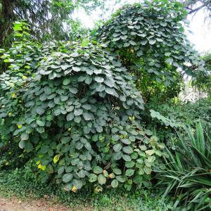 Photographie n°2481839 du taxon Corylus maxima f. atropurpurea (Dochnahl) Winkl.