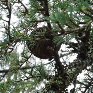 Photographie n°2481841 du taxon Cedrus atlantica (Manetti ex Endl.) Carrière [1855]