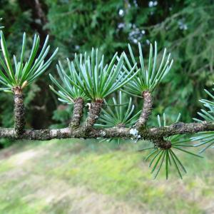 Photographie n°2481843 du taxon Cedrus atlantica (Manetti ex Endl.) Carrière [1855]