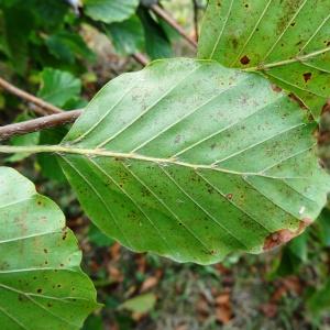 Photographie n°2481860 du taxon Fagus sylvatica f. pendula (Lodd. ex Loudon) Scheele