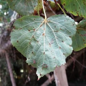 Photographie n°2481879 du taxon Tilia cordata Mill. [1768]