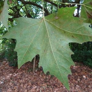 Photographie n°2481880 du taxon Platanus x hispanica Mill. ex Münchh. [1770]