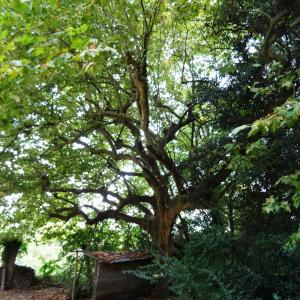 Photographie n°2481882 du taxon Platanus x hispanica Mill. ex Münchh. [1770]