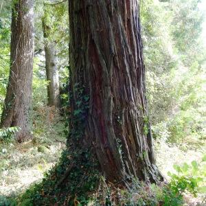 Photographie n°2481890 du taxon Sequoia sempervirens (D.Don) Endl. [1847]