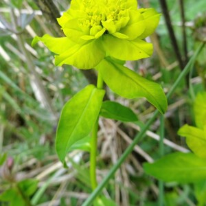 Photographie n°2481922 du taxon Euphorbia flavicoma subsp. verrucosa (Fiori) Pignatti